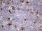 CD63 Molecule antibody, NBP2-46167, Novus Biologicals, Immunohistochemistry frozen image 