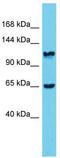 Myosin phosphatase Rho-interacting protein antibody, TA344565, Origene, Western Blot image 