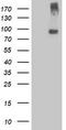 Leucine Rich Repeat Containing G Protein-Coupled Receptor 5 antibody, LS-C786046, Lifespan Biosciences, Western Blot image 