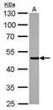 SMAD Family Member 5 antibody, PA5-28915, Invitrogen Antibodies, Western Blot image 