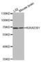 Protein Only RNase P Catalytic Subunit antibody, abx002400, Abbexa, Western Blot image 