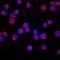 Macrophage Erythroblast Attacher antibody, AF7288, R&D Systems, Immunofluorescence image 