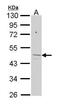 Ferrochelatase antibody, PA5-29733, Invitrogen Antibodies, Western Blot image 