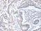 Acyl-CoA Thioesterase 9 antibody, LS-C401173, Lifespan Biosciences, Immunohistochemistry frozen image 