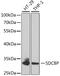 Syndecan Binding Protein antibody, A5360, ABclonal Technology, Western Blot image 