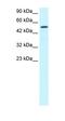 Estrogen Related Receptor Gamma antibody, orb329614, Biorbyt, Western Blot image 