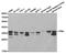 Tropomyosin 1 antibody, TA326957, Origene, Western Blot image 