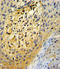 SPARC antibody, LS-C161424, Lifespan Biosciences, Immunohistochemistry frozen image 