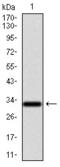 Nuclear Receptor Subfamily 6 Group A Member 1 antibody, orb225154, Biorbyt, Western Blot image 