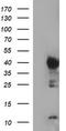 Indoleamine 2,3-Dioxygenase 1 antibody, LS-C174765, Lifespan Biosciences, Western Blot image 