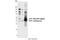 AUP1 Lipid Droplet Regulating VLDL Assembly Factor antibody, 35055S, Cell Signaling Technology, Western Blot image 