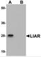 Ankyrin Repeat Domain 54 antibody, 5261, ProSci, Western Blot image 