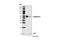 Caspase 8 antibody, 4790S, Cell Signaling Technology, Western Blot image 