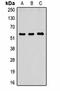 Histidine Triad Nucleotide Binding Protein 1 antibody, orb75069, Biorbyt, Western Blot image 