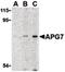 Autophagy Related 7 antibody, PA5-20174, Invitrogen Antibodies, Western Blot image 