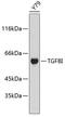 Beta ig-h3 antibody, 14-186, ProSci, Western Blot image 