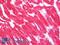 Actin Alpha Cardiac Muscle 1 antibody, LS-B10755, Lifespan Biosciences, Immunohistochemistry frozen image 
