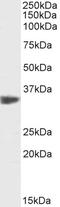 PCNA antibody, TA355090, Origene, Western Blot image 