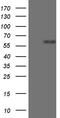 Zinc Finger Protein 181 antibody, TA811419S, Origene, Western Blot image 