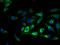 TLC Domain Containing 4 antibody, A63652-100, Epigentek, Immunofluorescence image 