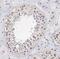 Spermatogenesis cell proliferation-related protein antibody, FNab00315, FineTest, Immunohistochemistry frozen image 