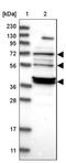 Tether containing UBX domain for GLUT4 antibody, NBP1-90079, Novus Biologicals, Western Blot image 