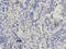 Chromobox 5 antibody, LS-C331259, Lifespan Biosciences, Immunohistochemistry paraffin image 