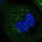 Histidine Triad Nucleotide Binding Protein 3 antibody, PA5-55729, Invitrogen Antibodies, Immunofluorescence image 