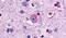 Glutamate Metabotropic Receptor 1 antibody, PA5-33811, Invitrogen Antibodies, Immunohistochemistry frozen image 