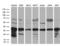 Mediator Complex Subunit 27 antibody, LS-C794860, Lifespan Biosciences, Western Blot image 