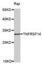 TNF Receptor Superfamily Member 14 antibody, orb48564, Biorbyt, Western Blot image 