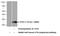 Epsin 3 antibody, 20178-1-AP, Proteintech Group, Western Blot image 