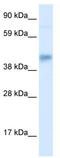 SEC14 Like Lipid Binding 2 antibody, TA329409, Origene, Western Blot image 