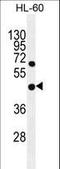 Glycerophosphodiester phosphodiesterase domain-containing protein 1 antibody, LS-C166433, Lifespan Biosciences, Western Blot image 