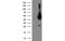 Activating Signal Cointegrator 1 Complex Subunit 1 antibody, MBS533567, MyBioSource, Western Blot image 