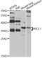 MCL1 Apoptosis Regulator, BCL2 Family Member antibody, STJ24520, St John