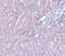 LYR motif-containing protein 1 antibody, NBP1-77136, Novus Biologicals, Immunohistochemistry paraffin image 