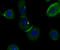 IQ Motif Containing GTPase Activating Protein 1 antibody, A01603-2, Boster Biological Technology, Immunocytochemistry image 