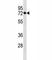 Heat Shock Protein Family A (Hsp70) Member 1 Like antibody, F40056-0.4ML, NSJ Bioreagents, Western Blot image 