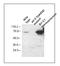 Sirtuin 2 antibody, TA336275, Origene, Western Blot image 