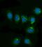 CD81 Molecule antibody, A01281-3, Boster Biological Technology, Immunofluorescence image 