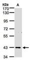 Zinc Finger Protein 211 antibody, GTX103624, GeneTex, Western Blot image 