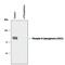 Arachidonate 5-Lipoxygenase antibody, PPS001, R&D Systems, Western Blot image 
