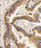 Casein Kinase 1 Alpha 1 antibody, LS-C100596, Lifespan Biosciences, Immunohistochemistry paraffin image 