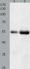 Histone Deacetylase 1 antibody, TA322692, Origene, Western Blot image 