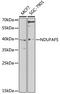 NADH:Ubiquinone Oxidoreductase Complex Assembly Factor 5 antibody, 22-730, ProSci, Western Blot image 