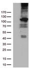 RB Transcriptional Corepressor 1 antibody, LS-C790679, Lifespan Biosciences, Western Blot image 