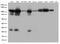 TFIIIC90 antibody, M12724, Boster Biological Technology, Western Blot image 