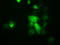 Tetratricopeptide Repeat Domain 32 antibody, TA501342, Origene, Immunofluorescence image 