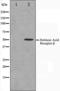 Retinoic Acid Receptor Beta antibody, orb224546, Biorbyt, Western Blot image 